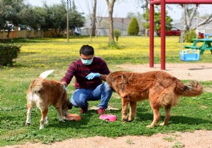 Muratpaşa dan ‘yerel hayvan koruma görevlisi’ eğitimi